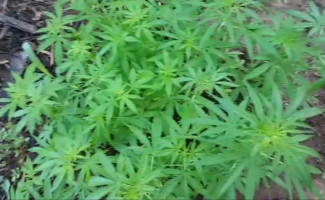 Polícia Civil deflagra Operação Napalm na região Central do Estado