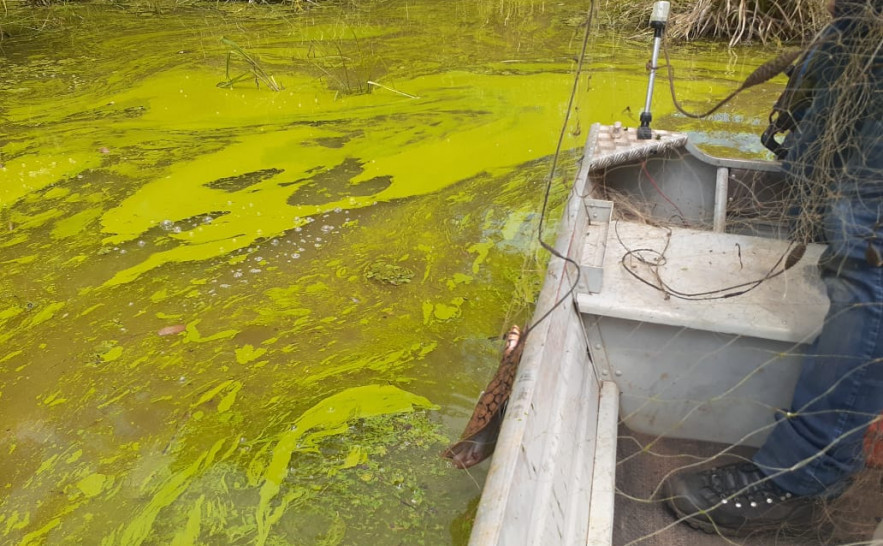 Mancha verde está localizada entre o setor Bertaville e o Condomínio Mirante do Lago