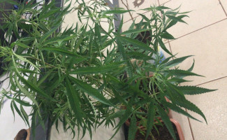 Polícia Civil  cumpre mandado de prisão e apreende pés de maconha em residência de idoso em Palmas 