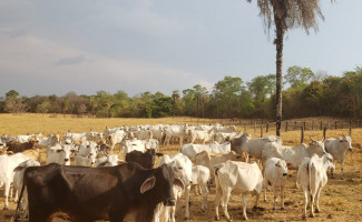 Gado roubado em fazenda de Monte Santo é recuperado pela Polícia Civil do Tocantins