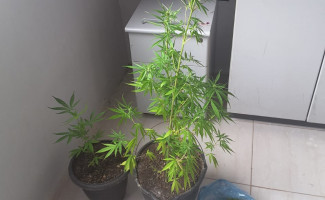 Em Cristalândia, Polícia Civil apreende pés de maconha e prende traficante 