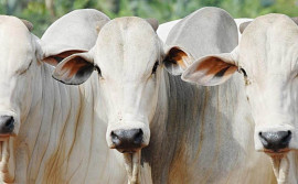 Governo do Tocantins discute melhoramento genético de bovinos no Estado