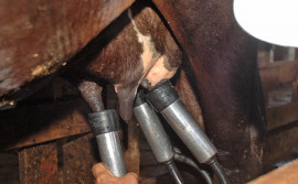 Governo do Tocantins anuncia programas de melhoramento genético para cadeias da carne e leite