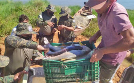 Adapec e Guarda Metropolitana de Palmas apreendem 500 kg de pescado impróprios para o consumo no lago da Capital