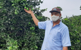 Produção de citros, que conta com apoio do Ruraltins, estará presente na Agrotins 2021 100% Digital