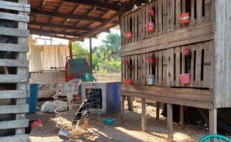 Polícia Civil desarticula local que era utilizado como rinha de brigas de galo no norte do Estado 