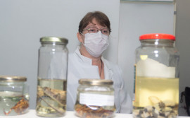 Cientistas estudam meios para minimizar as sequelas dos acidentes com animais peçonhentos no Tocantins