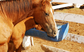 Adapec suspende eventos equestres e aglomerações de equídeos em 10 municípios tocantinenses