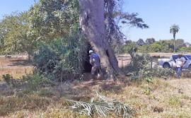 Governo do Tocantins atende produtores rurais e indígenas em Lagoa da Confusão com ações de controle da raiva dos herbívoros