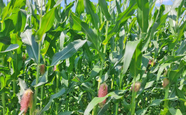 Biofertilizante produzido por cientista tocantinense potencializa o desempenho agronômico de diversas culturas