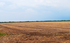 Governo do Tocantins alerta produtores sobre início do período do vazio sanitário da soja sequeiro no dia 1º de julho 