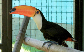 Comitê Pró-Animais define programação para 2ª Semana de Conscientização e Proteção dos Direitos dos Animais