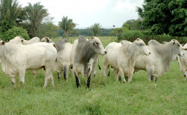 Secretaria da Agricultura e pecuaristas realizam leilão virtual de animais de raça nesta quarta, 7