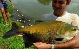 Ruraltins realiza encontro sobre piscicultura em Novo Acordo