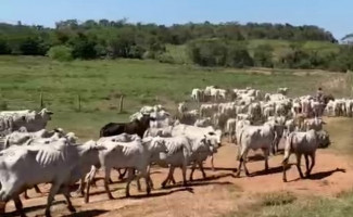 Polícia Civil do Tocantins recupera no Maranhão quase 150 cabeças de gado furtados de fazenda em Axixá do Tocantins 