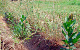 Estratégia Tocantins Competitivo e Sustentável é destaque na Revista da Abema