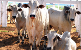Tocantins alcança 98,86% de cobertura vacinal contra a febre aftosa
