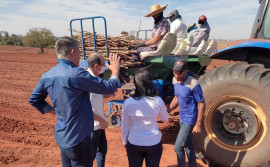 Governo do Tocantins destaca potencial da produção de mandioca no Estado