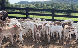 Tocantins bate meta e vacina 96,98% das bezerras entre 3 e 8 meses de idade contra brucelose