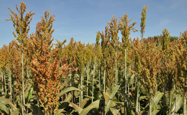 Em fase final de colheita, produção de sorgo deve aumentar 48% no Tocantins