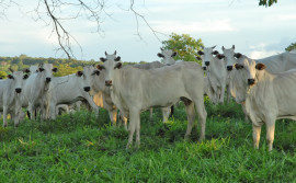 Seagro alerta produtores sobre a alimentação de animais em período de estiagem