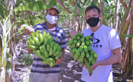 Com apoio do Ruraltins, produtores de banana investem em tecnologia para aumentar produtividade em menor área de cultivo