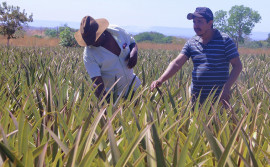 Seagro alerta produtores rurais sobre o prazo de adesão à renegociação de dívidas com a União