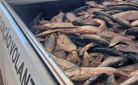 Adapec e Polícia Militar Ambiental apreenderam 4,5 toneladas de pescado clandestino