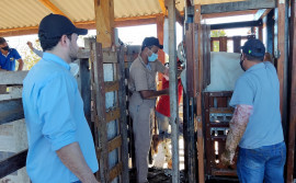 Com apoio técnico do Ruraltins, pecuarista de Ponte Alta do Tocantins investe na inseminação artificial do seu rebanho