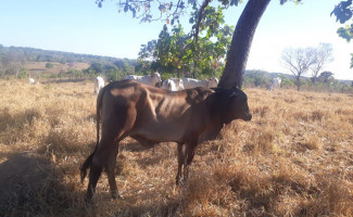 Polícia Civil recupera cabeças de gado furtadas e prende suposto autor do crime em Guaraí