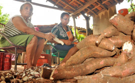 Governo do Tocantins reforça potencial produtivo da mandioca em Dia Técnico da Mandiocultura