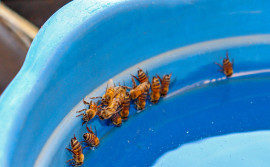 Corpo de Bombeiros Militar orienta população sobre aumento de ocorrências com abelhas