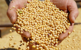 Agricultura realiza dia de campo de produção de sementes de soja com gotejo subsuperficial nesta sexta, 20