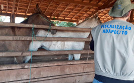 Tocantins registra o 17º caso de mormo em equídeo