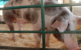 Adapec discute plano integrado de sanidade suídea