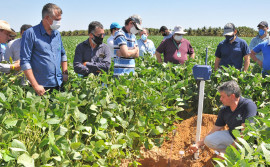 Pesquisa sinaliza ganhos produtivos na produção de soja para semente por irrigação subsuperficial no Tocantins