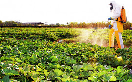 Adapec prorroga prazo para aplicadores de defensivos agrícolas apresentarem certificado do curso de uso correto e seguro de agrotóxicos