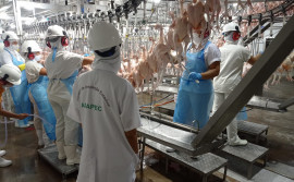 Indústria avícola de grande porte adere ao serviço de inspeção do Tocantins