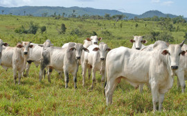 Tocantins bate novo recorde em aplicação de recurso do plano ABC, aumento é de 12,53%
