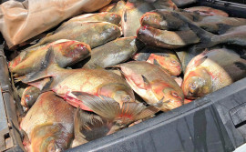 Adapec e órgãos parceiros apreendem aproximadamente 5 toneladas de pescado em Palmas 
