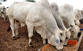Governo do Tocantins incentiva produtores quanto ao uso de suplementação alimentar para bovinos no período de seca