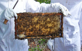 Câmara Setorial da Apicultura organiza atividades para o desenvolvimento da produção de mel no Tocantins