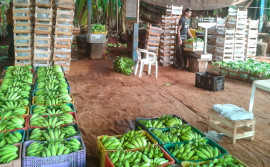 Com certificado fitossanitário, Adapec garante qualidade na produção e comércio de banana no Tocantins