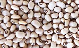 No Tocantins, produção do feijão caupi tem crescimento expressivo nas primeira e segunda safra 