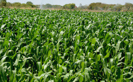 Ruraltins implanta unidade demonstrativa de milho com variedade mais produtiva  