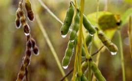 Governo do Tocantins realiza encontro sobre tendências agroclimatológicas para safra de grãos 2021/2022
