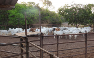 Polícia Civil recupera 28 cabeças de gado que haviam sido furtadas de fazenda no sul do estado