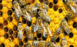 Seagro apoia Dia de Campo em Meliponicultura que será em Palmas