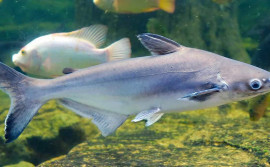 Governo do Tocantins sanciona lei que autoriza a criação em cativeiro do peixe Panga