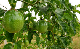 Governo do Tocantins promove capacitação técnica em fruticultura no projeto Manoel Alves